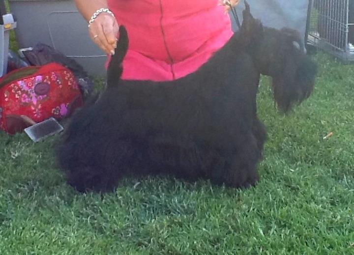 Sire: Ch.Misting's Senator Puff